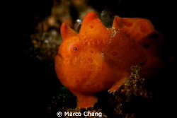 frogfish with shine eyes by Marco Chang 